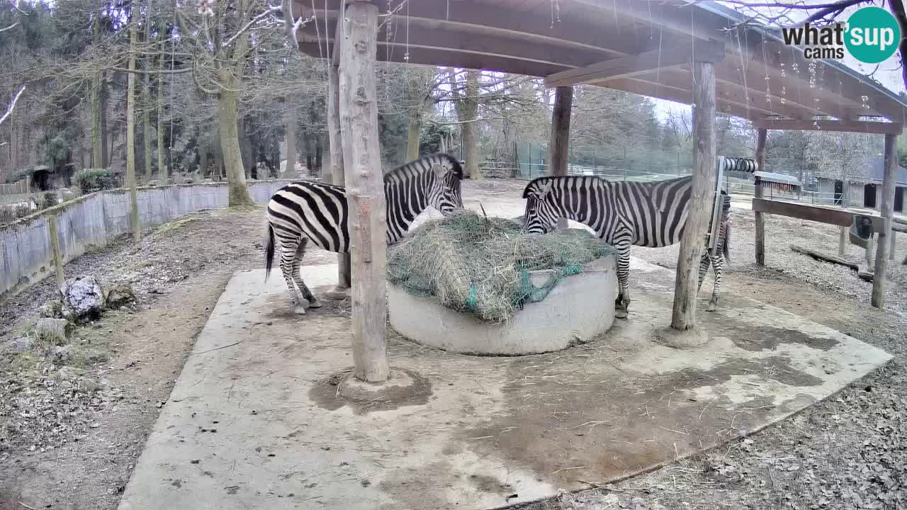 Live webcam Les zèbres in Ljubljana ZOO – Slovénie