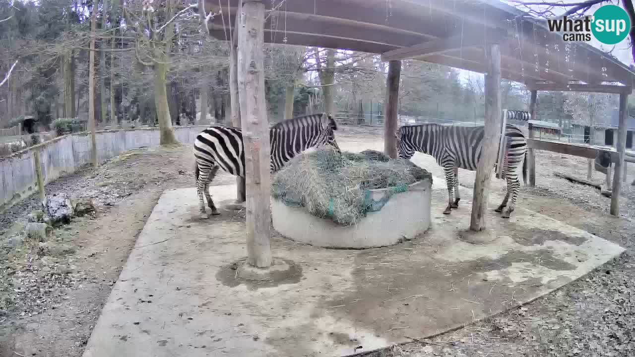 Live webcam Les zèbres in Ljubljana ZOO – Slovénie