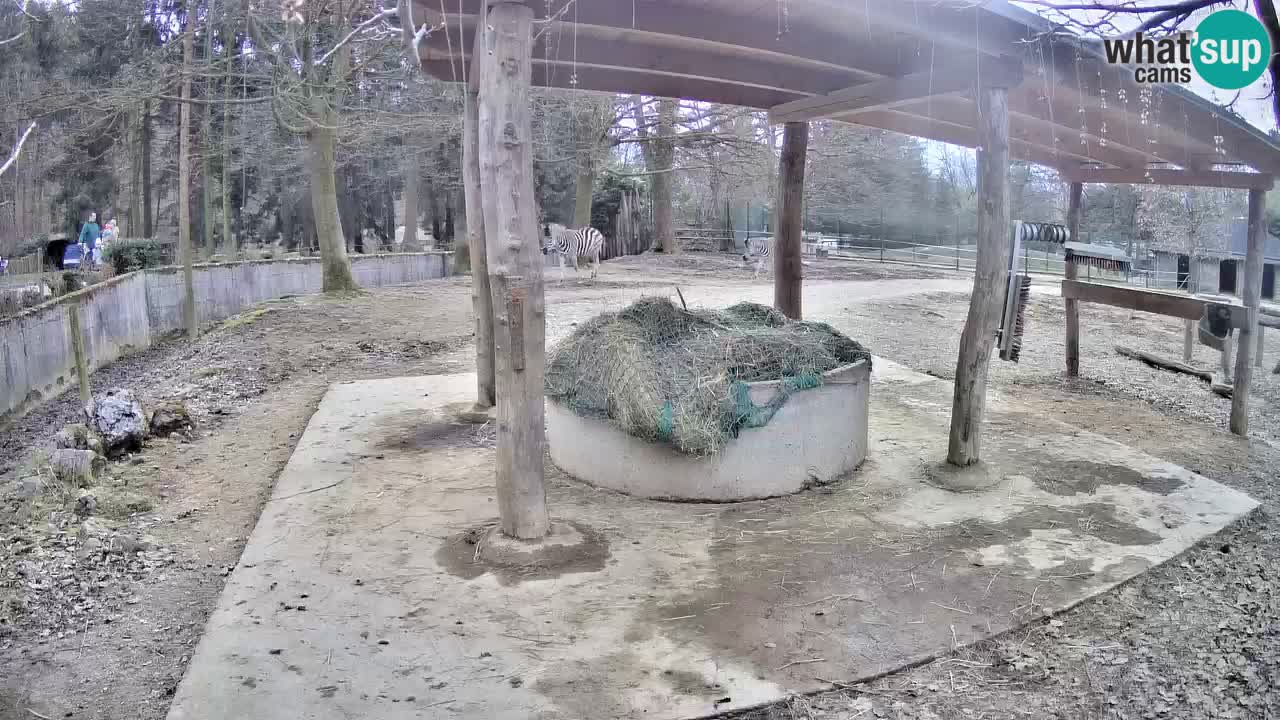 Camera en vivo Cebras in Ljubljana ZOO – Eslovenia