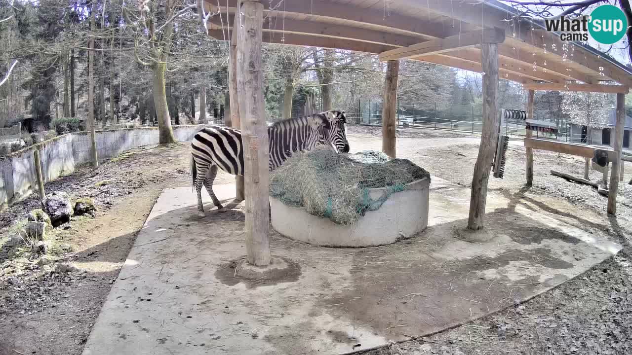 Zebre v živo v živalskem vrtu Ljubljana ZOO spletne kamere