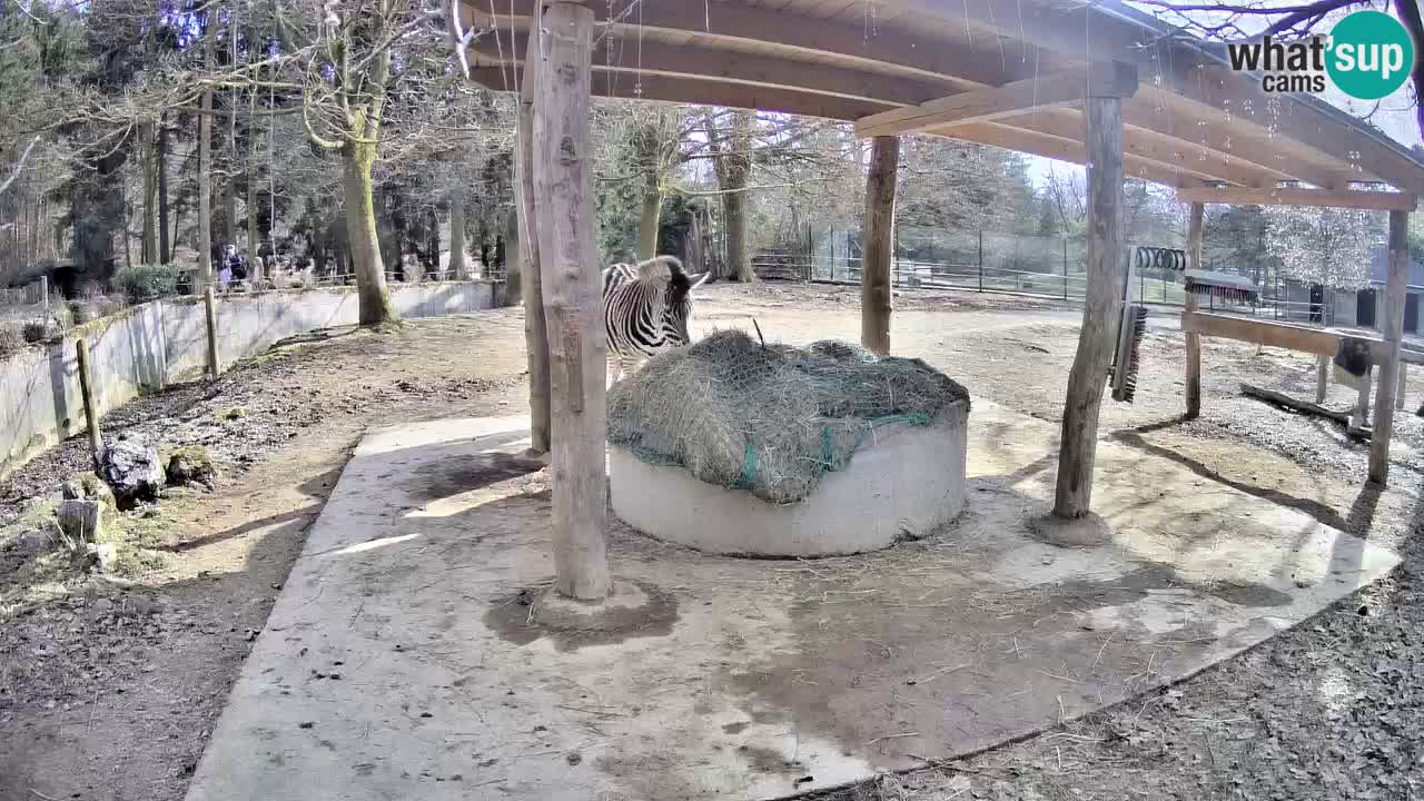 Zebre v živo v živalskem vrtu Ljubljana ZOO spletne kamere