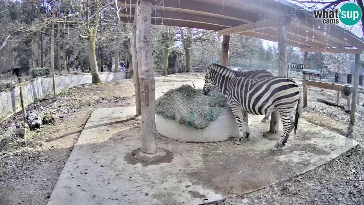 Live webcam Les zèbres in Ljubljana ZOO – Slovénie