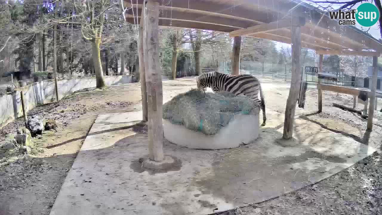 Live webcam Zebras in Ljubljana ZOO – Slovenia