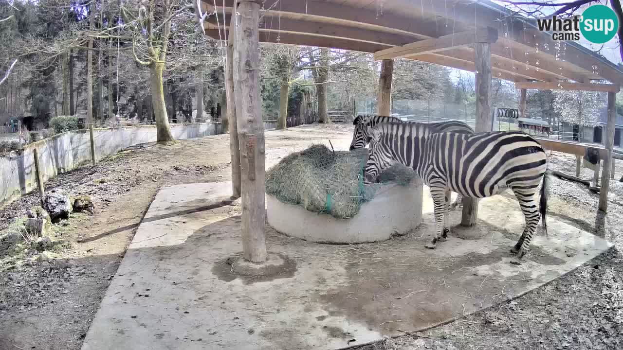 Live webcam Les zèbres in Ljubljana ZOO – Slovénie