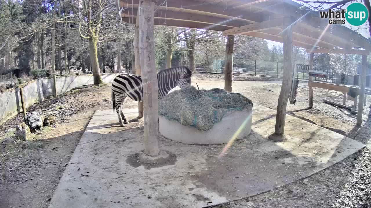 Live webcam Les zèbres in Ljubljana ZOO – Slovénie