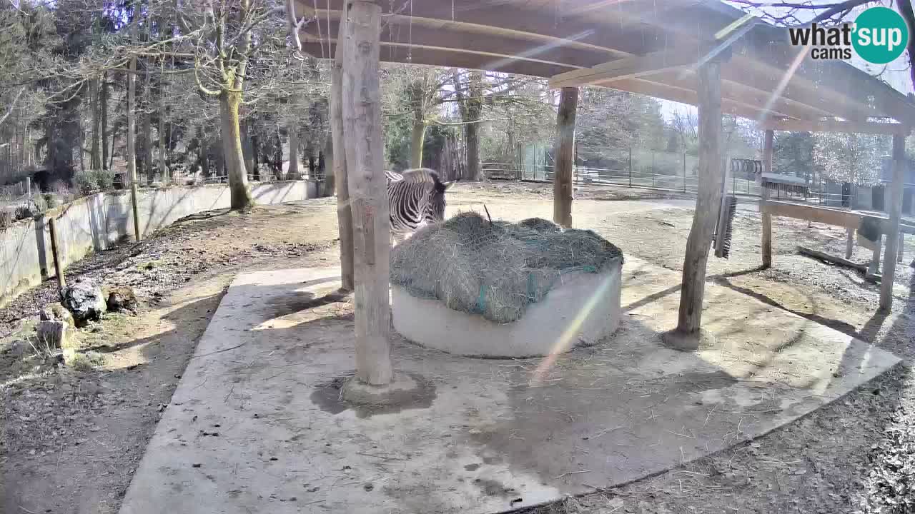 Zebre v živo v živalskem vrtu Ljubljana ZOO spletne kamere