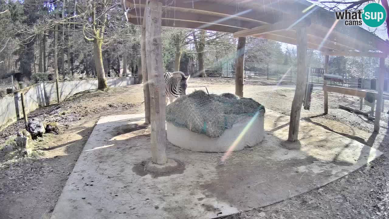 Le Zebre nello ZOO di Ljubljana – Slovenia Live webcam