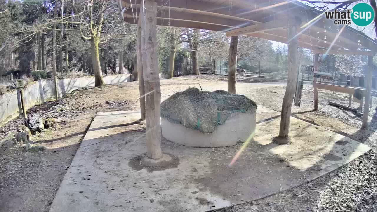 Live webcam Les zèbres in Ljubljana ZOO – Slovénie