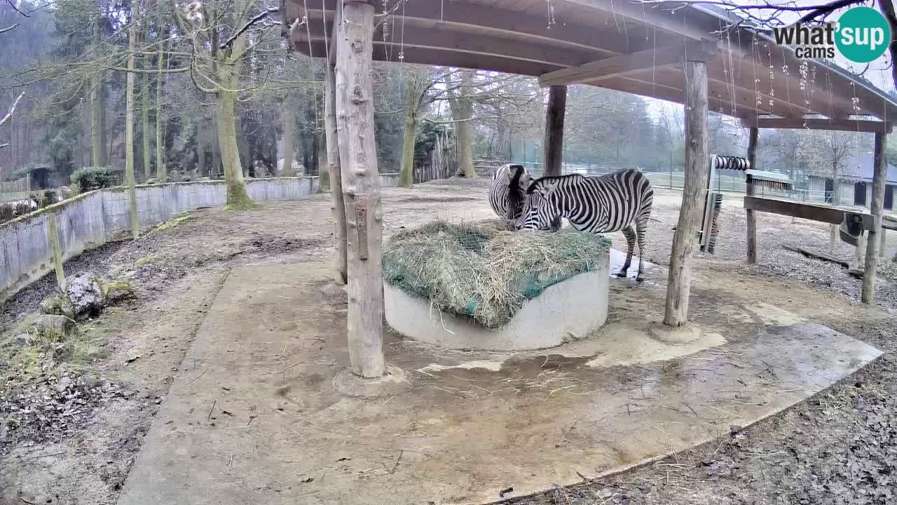 Le Zebre nello ZOO di Ljubljana – Slovenia Live webcam