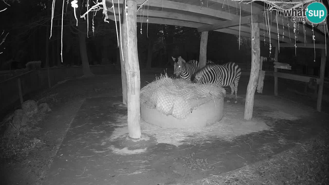 Live Webcam Zebras in Ljubljana ZOO – Slowenien