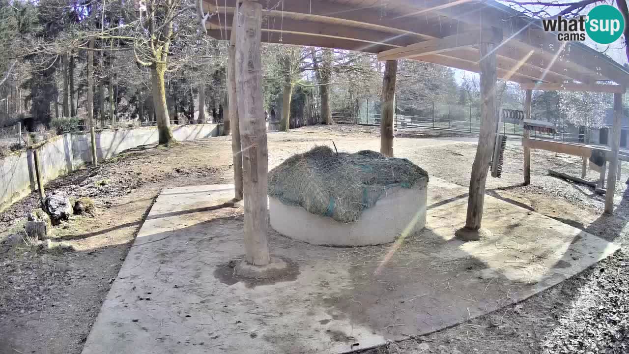 Zebre v živo v živalskem vrtu Ljubljana ZOO spletne kamere