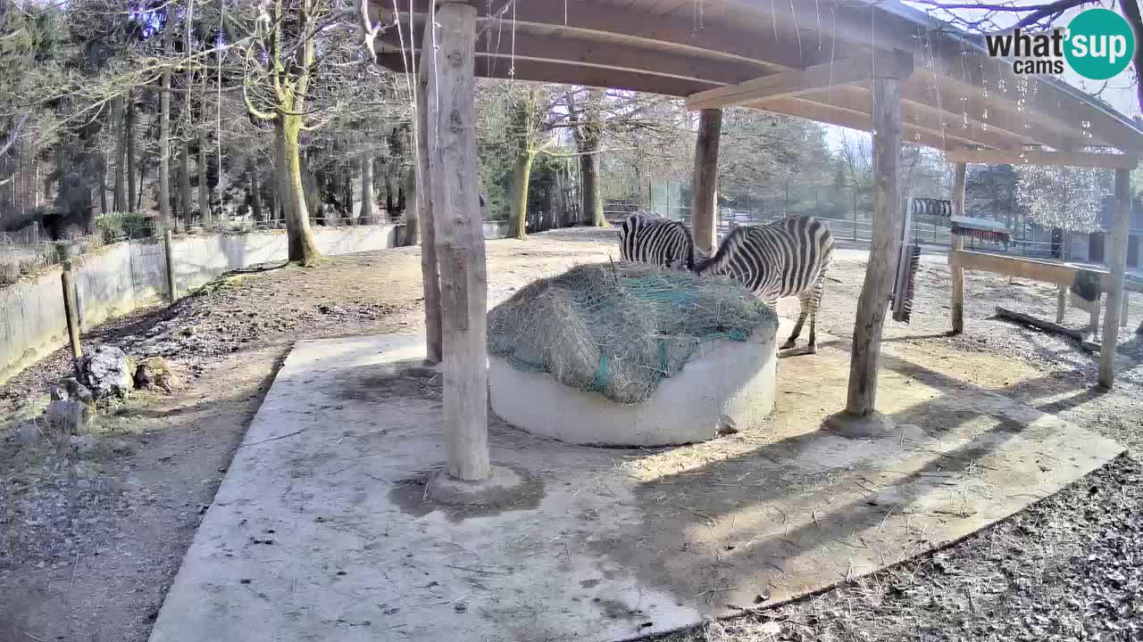 Zebre v živo v živalskem vrtu Ljubljana ZOO spletne kamere