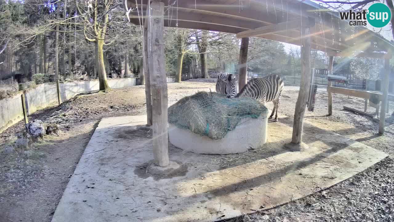 Zebre v živo v živalskem vrtu Ljubljana ZOO spletne kamere