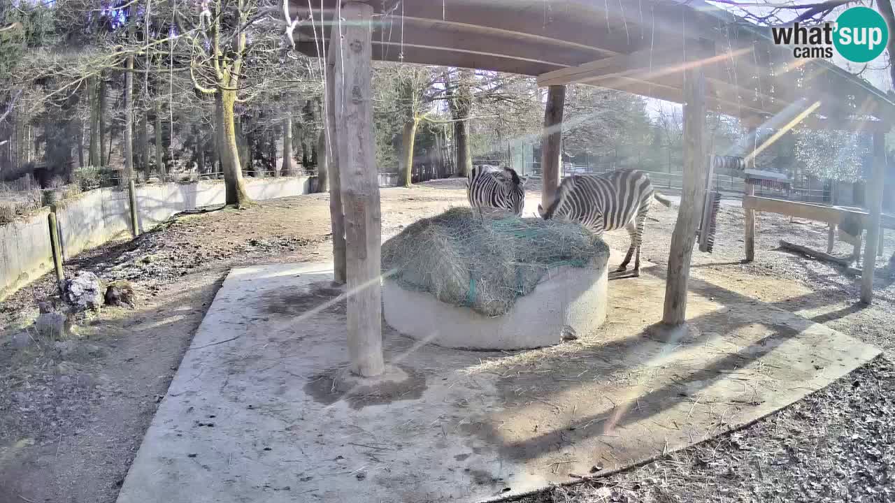 Zebre v živo v živalskem vrtu Ljubljana ZOO spletne kamere