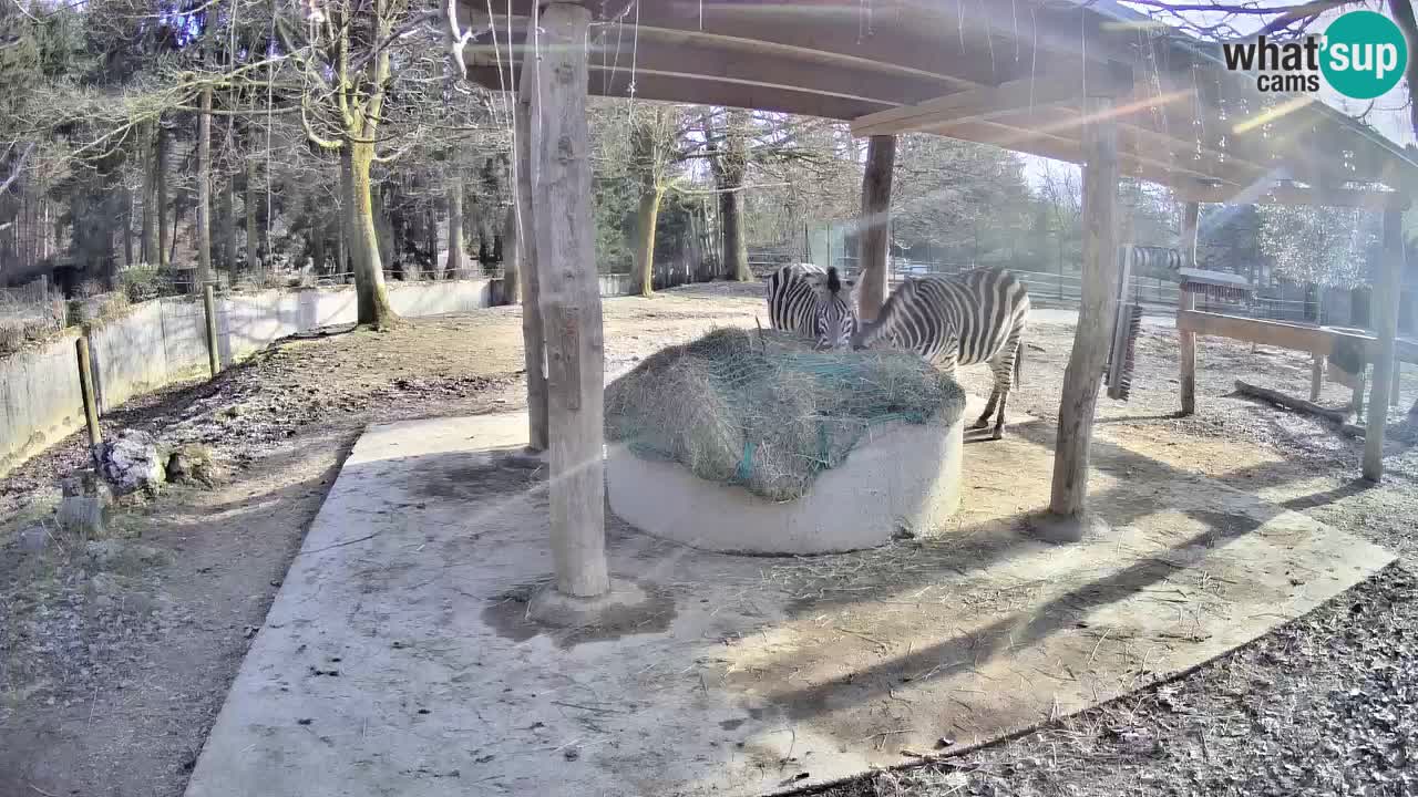 Zebre v živo v živalskem vrtu Ljubljana ZOO spletne kamere