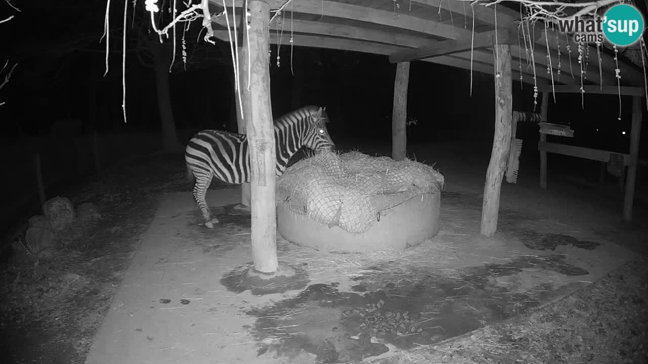 Le Zebre nello ZOO di Ljubljana – Slovenia Live webcam