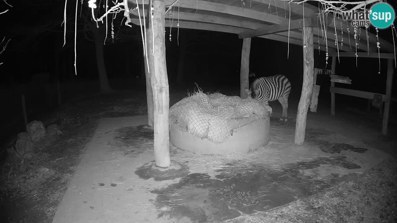 Live webcam Les zèbres in Ljubljana ZOO – Slovénie