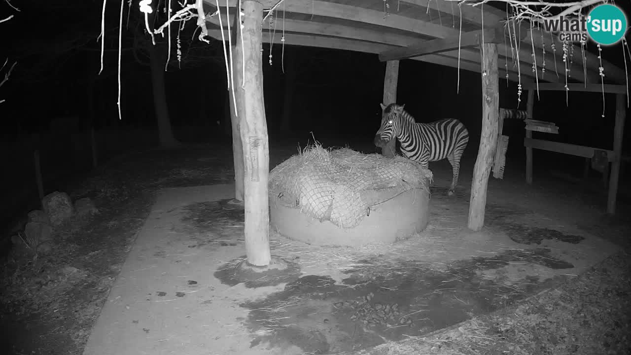 Live webcam Les zèbres in Ljubljana ZOO – Slovénie