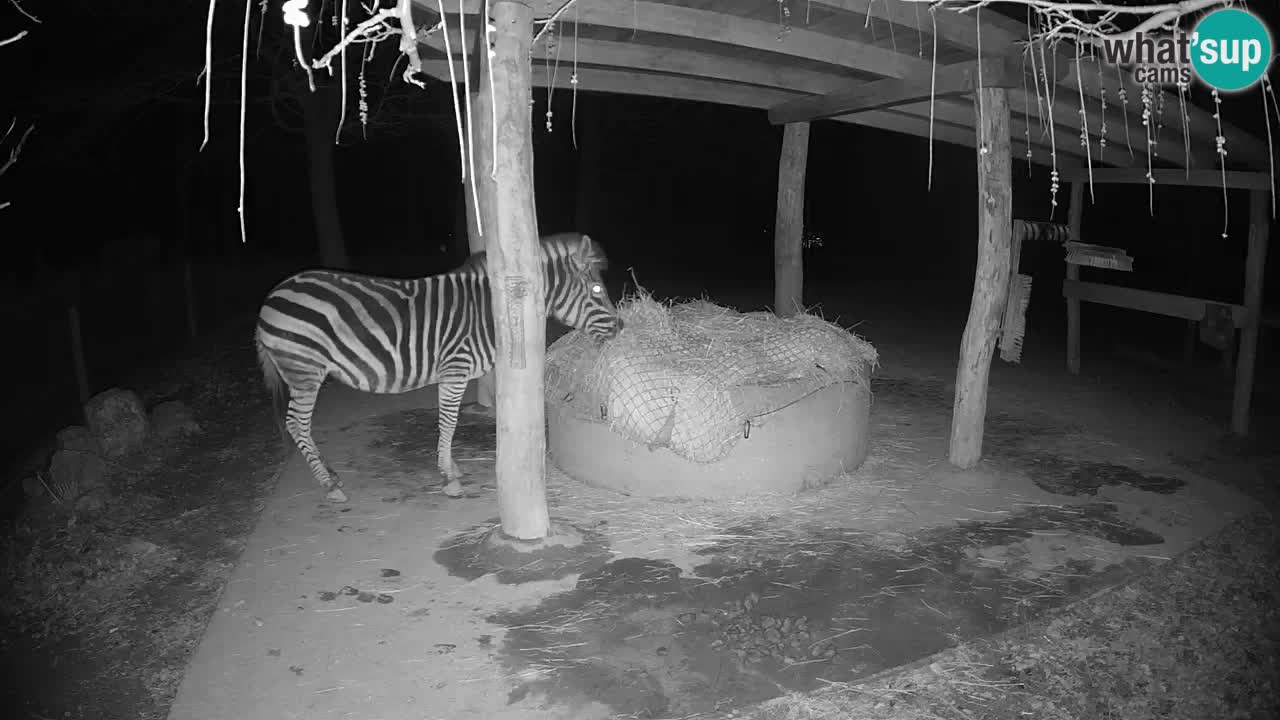 Live Webcam Zebras in Ljubljana ZOO – Slowenien