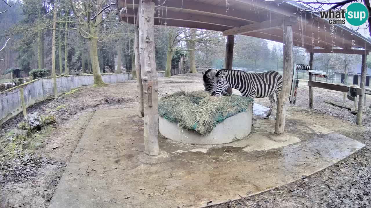 Le Zebre nello ZOO di Ljubljana – Slovenia Live webcam