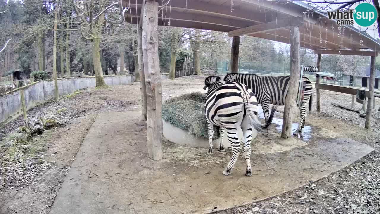 Live webcam Les zèbres in Ljubljana ZOO – Slovénie