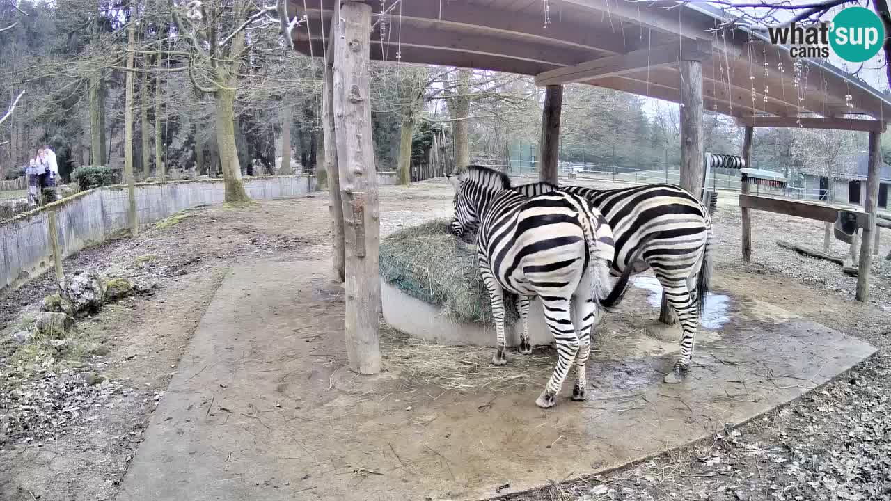 Live webcam Les zèbres in Ljubljana ZOO – Slovénie