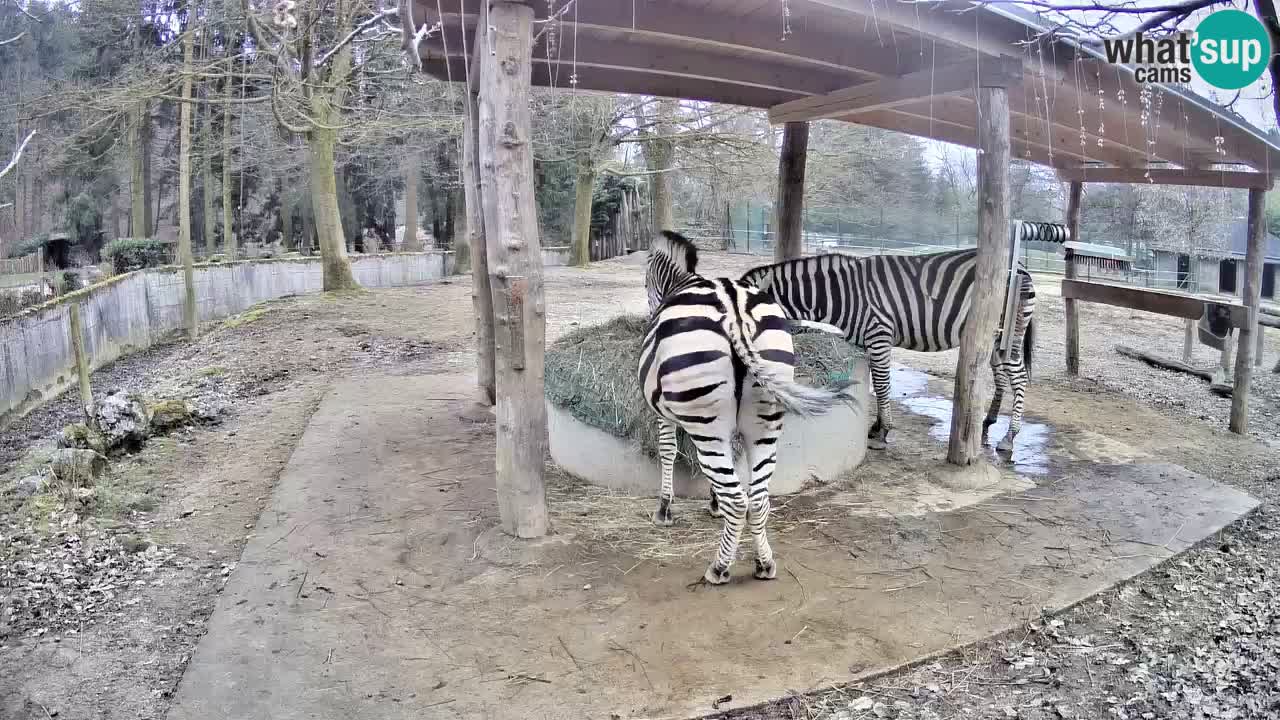 Le Zebre nello ZOO di Ljubljana – Slovenia Live webcam