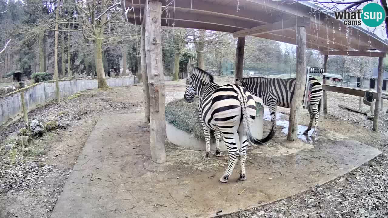 Camera en vivo Cebras in Ljubljana ZOO – Eslovenia