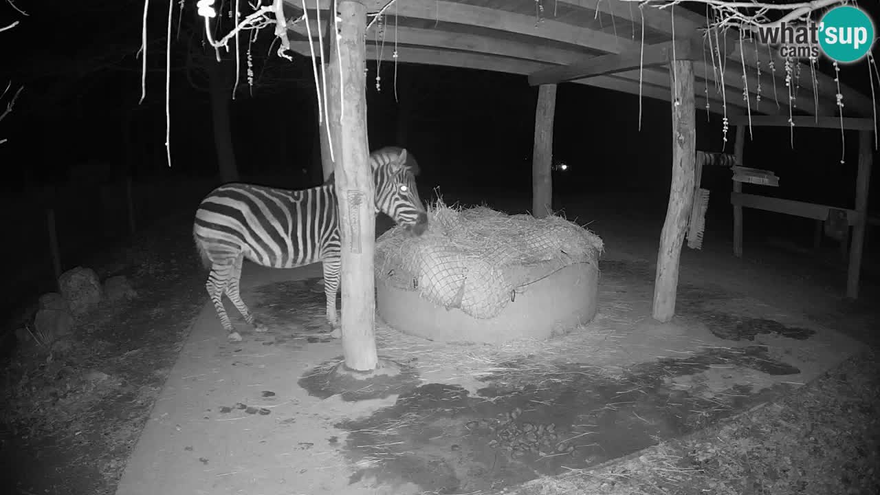 Zebre v živo v živalskem vrtu Ljubljana ZOO spletne kamere