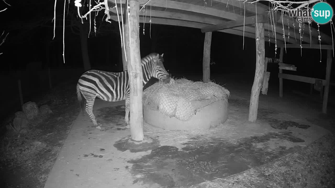 Zebre v živo v živalskem vrtu Ljubljana ZOO spletne kamere