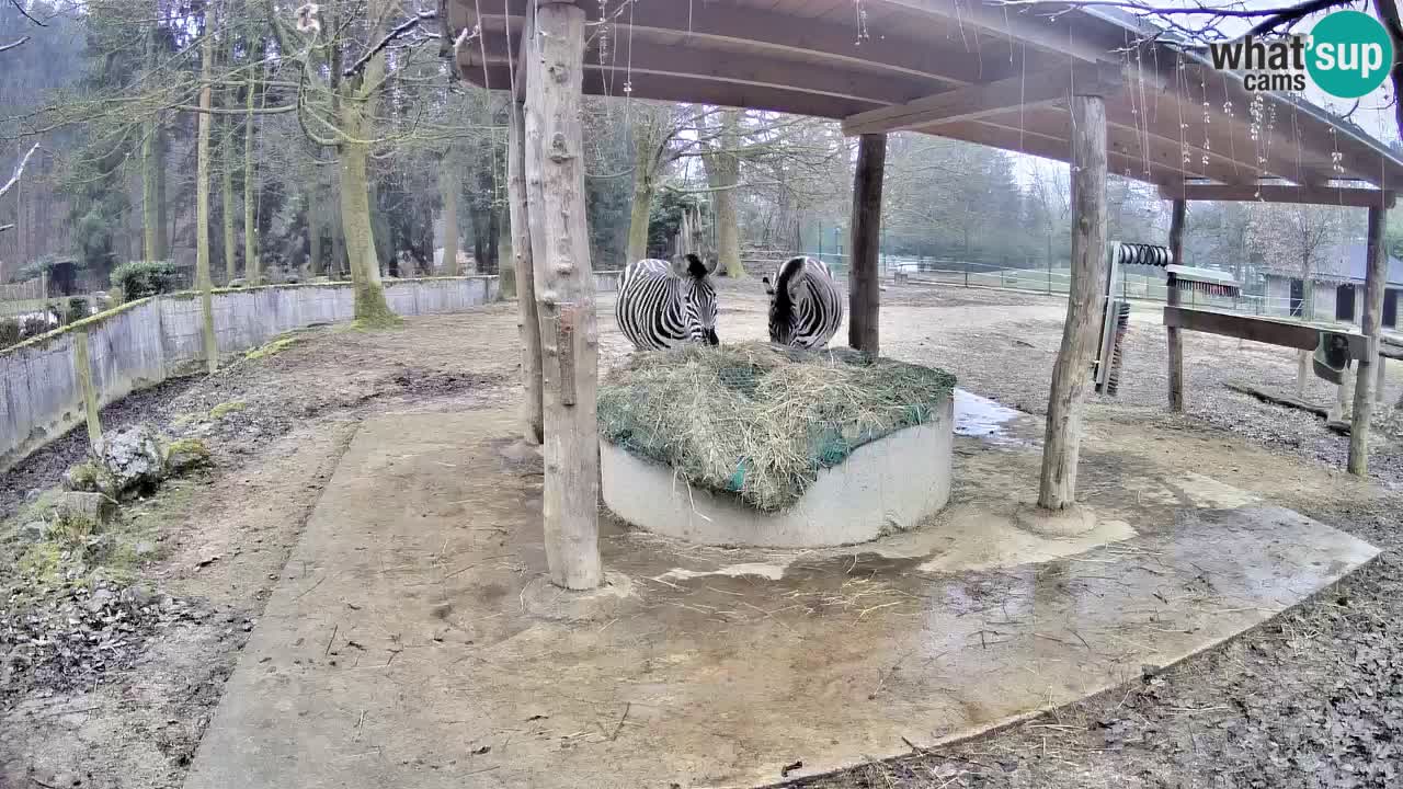 Live Webcam Zebras in Ljubljana ZOO – Slowenien