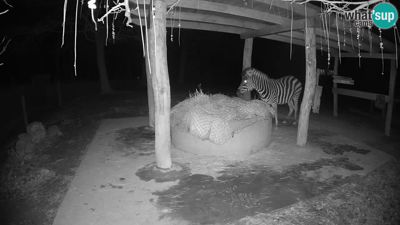 Le Zebre nello ZOO di Ljubljana – Slovenia Live webcam