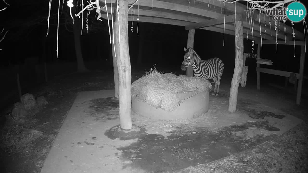 Le Zebre nello ZOO di Ljubljana – Slovenia Live webcam