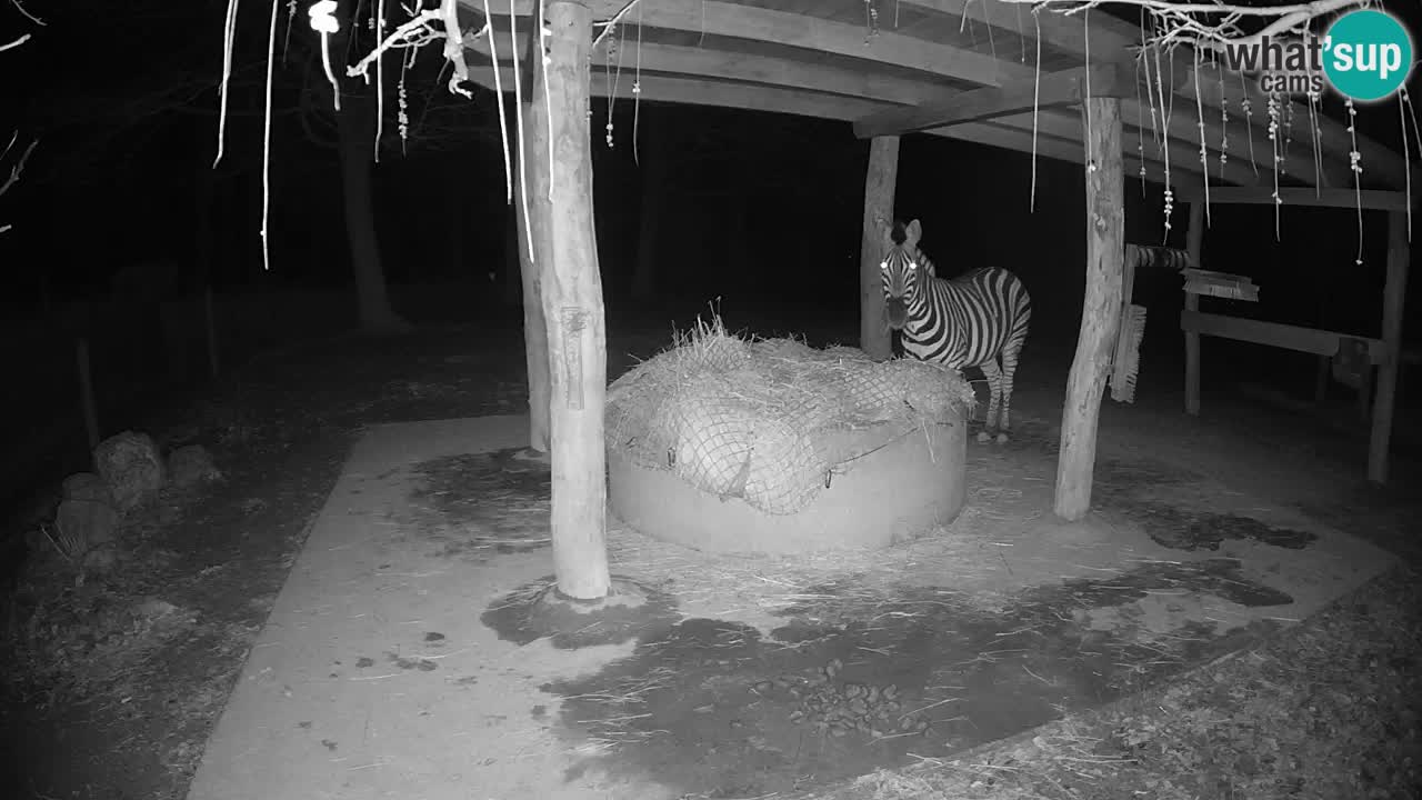 Zebre v živo v živalskem vrtu Ljubljana ZOO spletne kamere