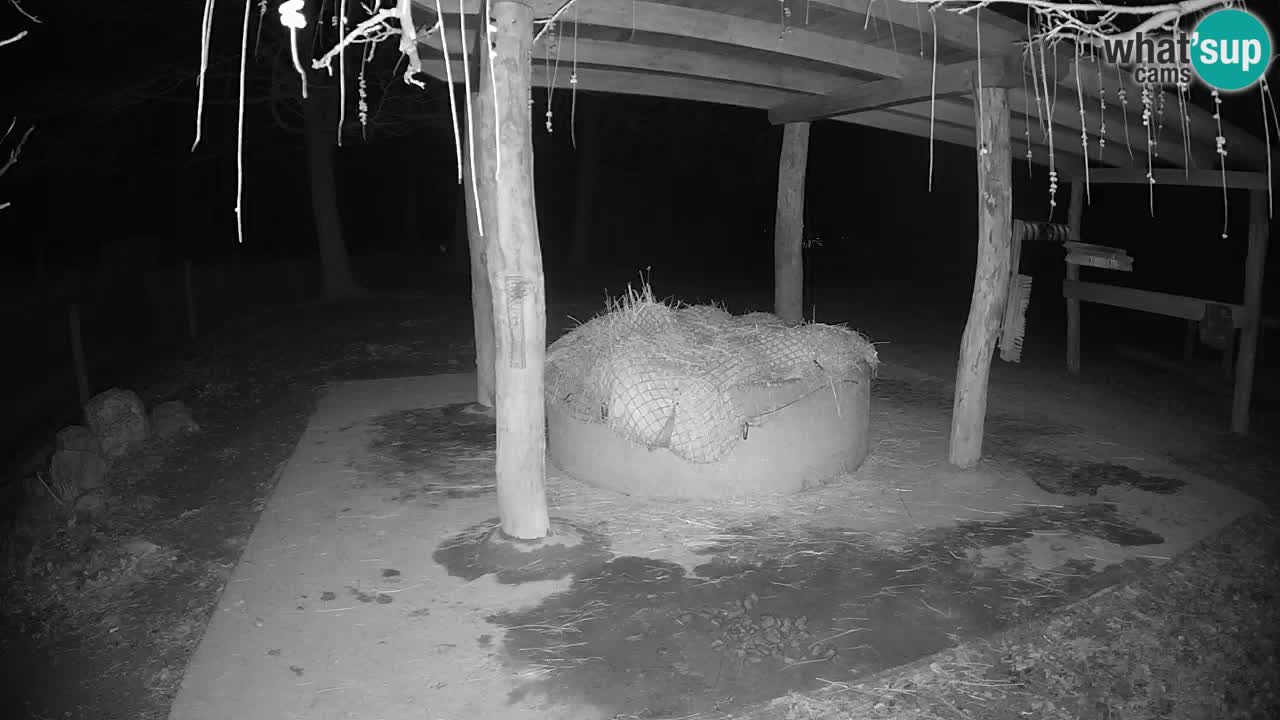 Live webcam Les zèbres in Ljubljana ZOO – Slovénie