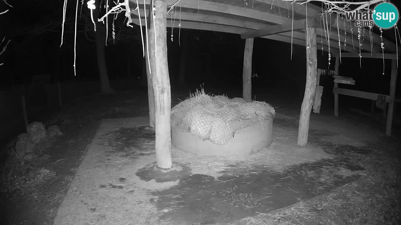 Live webcam Les zèbres in Ljubljana ZOO – Slovénie