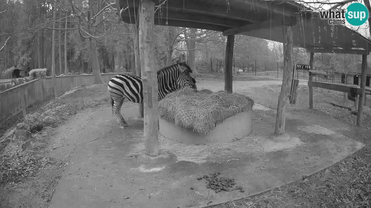 Web kamera uživo Zebras u ZOO Ljubljana – Slovenija