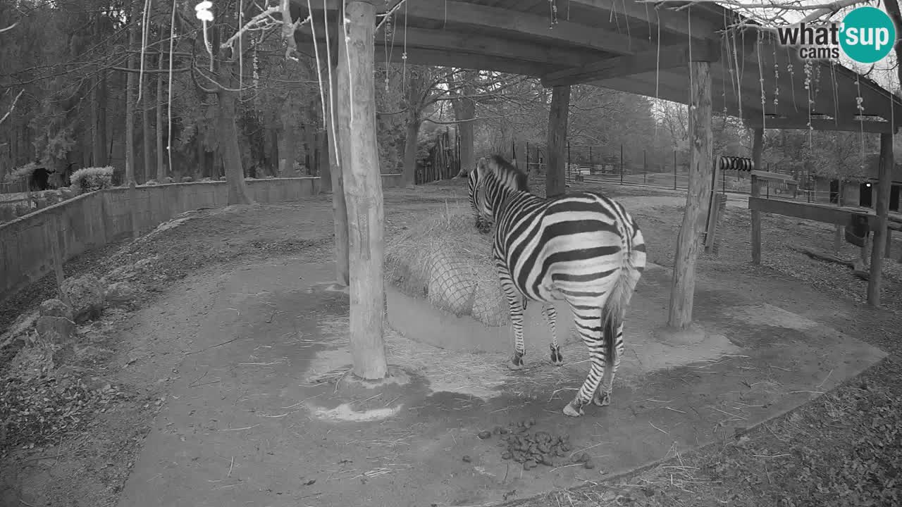 Live Webcam Zebras in Ljubljana ZOO – Slowenien