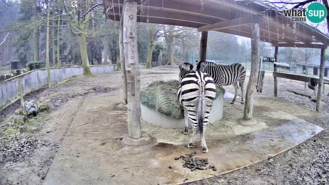 Live webcam Zebras in Ljubljana ZOO – Slovenia