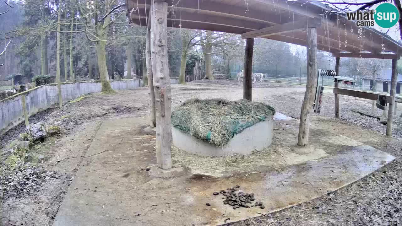 Live webcam Les zèbres in Ljubljana ZOO – Slovénie