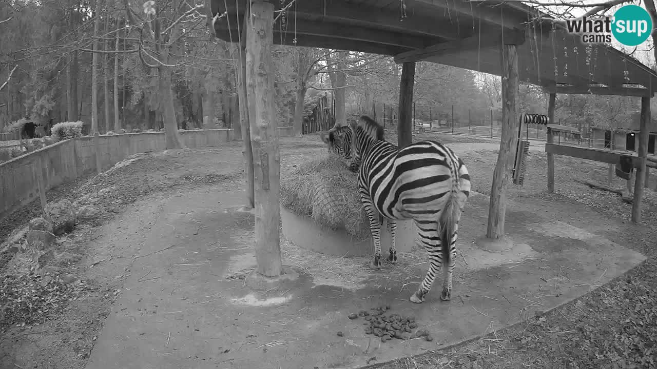 Le Zebre nello ZOO di Ljubljana – Slovenia Live webcam