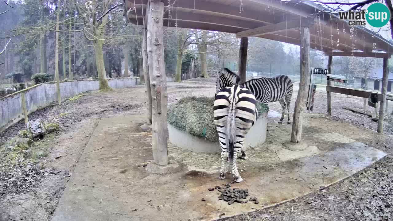 Le Zebre nello ZOO di Ljubljana – Slovenia Live webcam