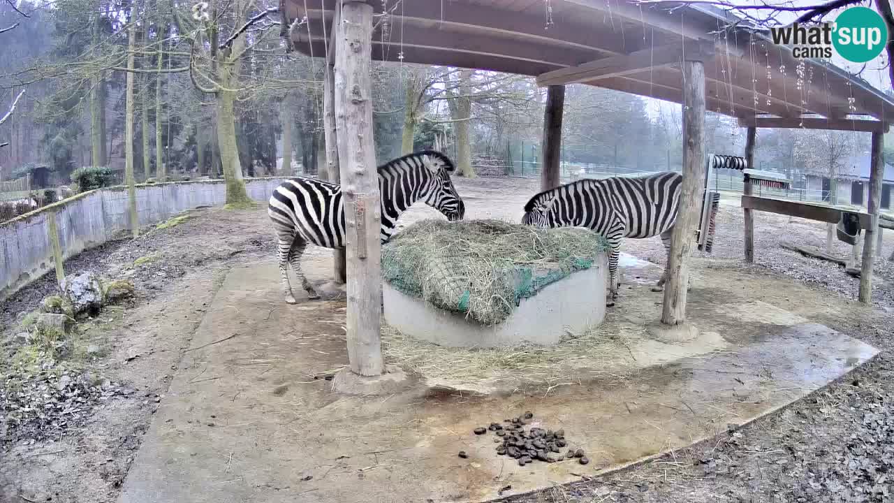 Live Webcam Zebras in Ljubljana ZOO – Slowenien