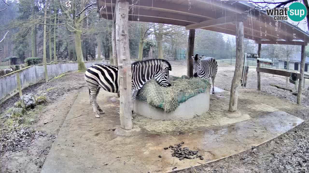 Live webcam Les zèbres in Ljubljana ZOO – Slovénie