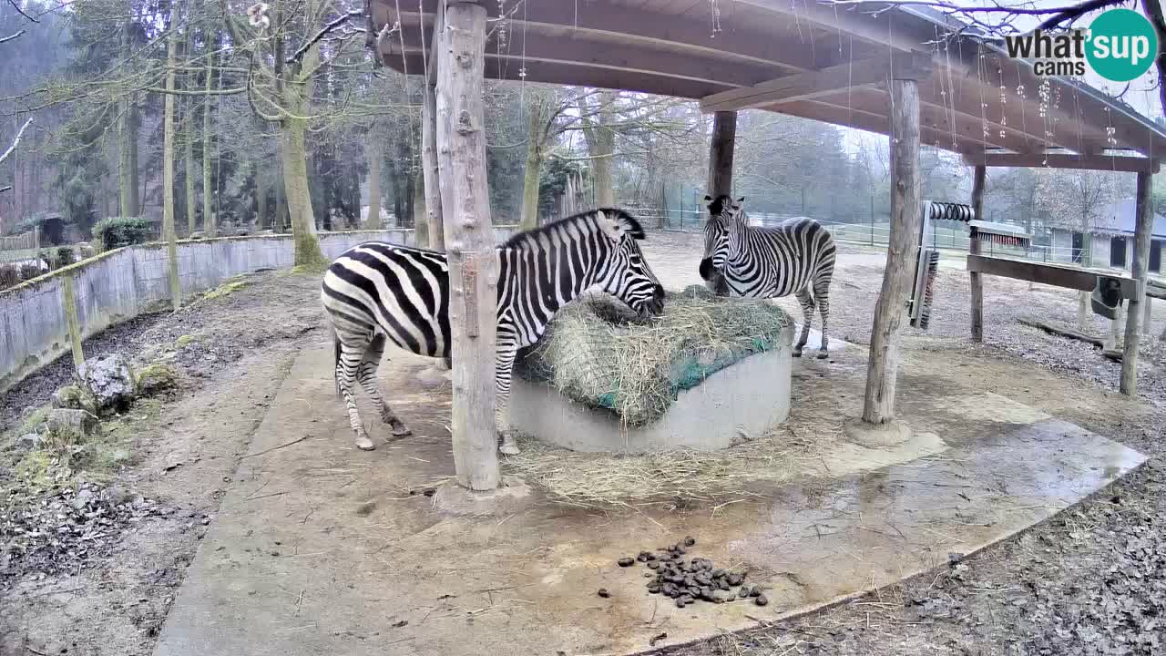 Live Webcam Zebras in Ljubljana ZOO – Slowenien