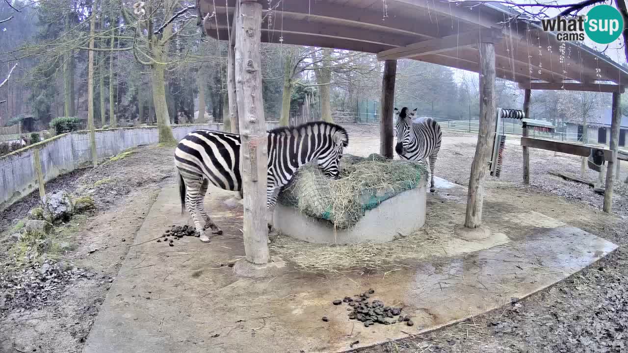 Live Webcam Zebras in Ljubljana ZOO – Slowenien