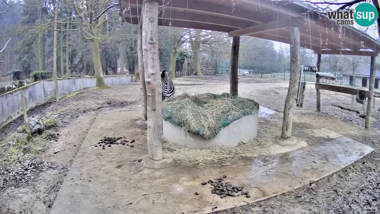 Live webcam Les zèbres in Ljubljana ZOO – Slovénie