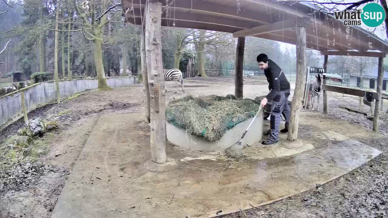 Camera en vivo Cebras in Ljubljana ZOO – Eslovenia