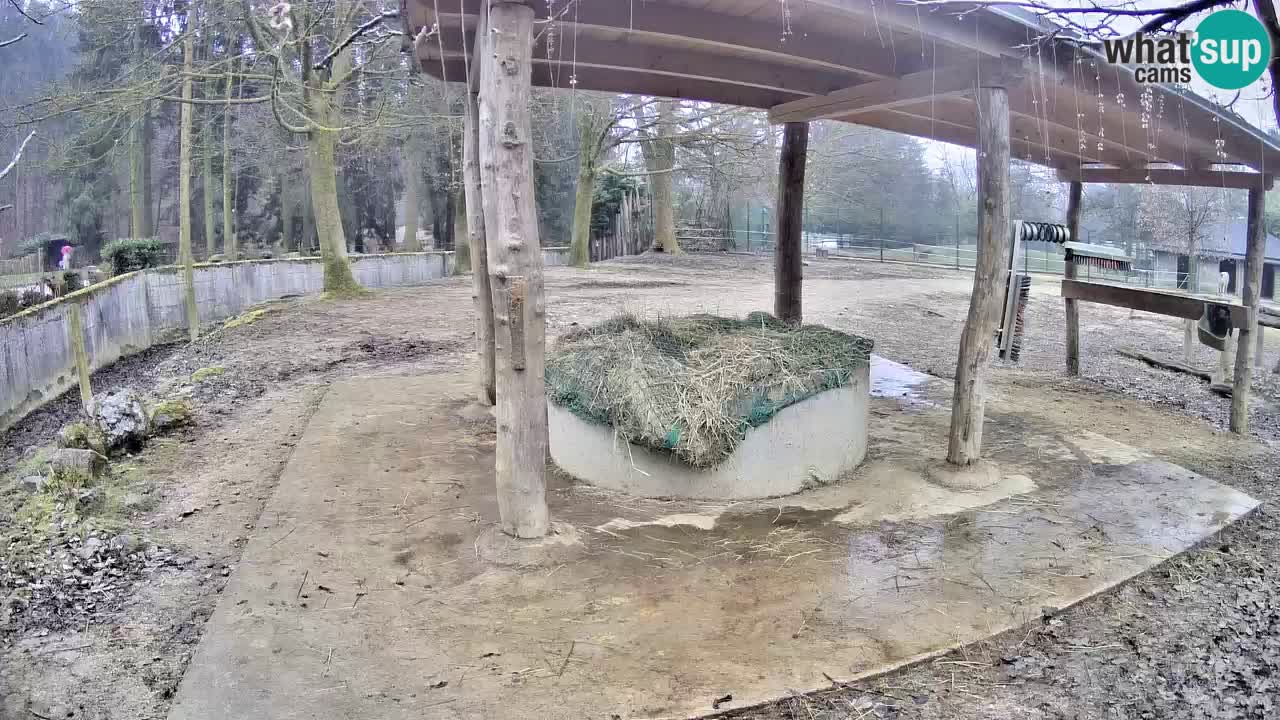 Live Webcam Zebras in Ljubljana ZOO – Slowenien