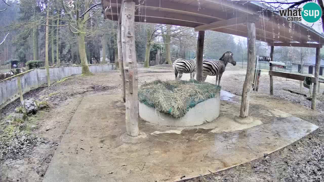 Zebre v živo v živalskem vrtu Ljubljana ZOO spletne kamere